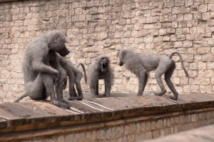 Kendra Haste's fighting Baboons