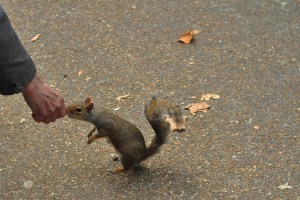 Squirrel being hand fed by an old man in St James Park