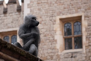 Kendra Haste Baboon sitting on Wall at Tower of London