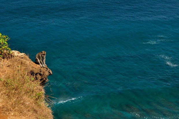 Monkey on Ullawatu cliff