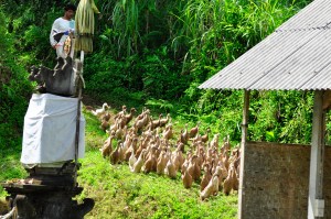 A man herds his ducks down from the paddy fields