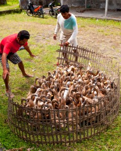 Duck Wrangling