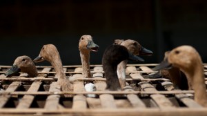 Ducks ready for market