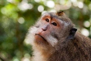 Monkey in Ubud's Monley Forest