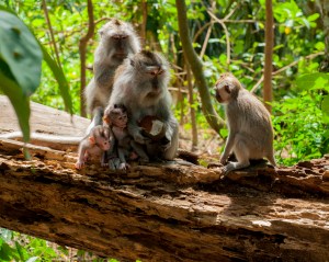 Family of Balinese Long Tailed Macaques in Ubud's Monkey Forest