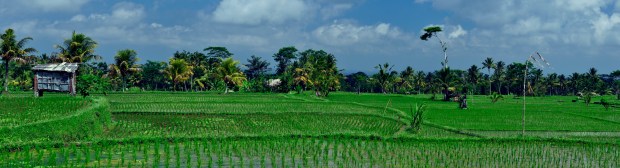 The rice fields near Ubud, Bali