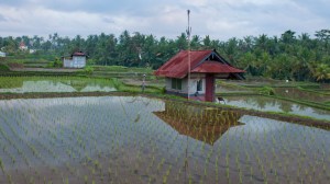 Reflections in Rice Fields Ubud
