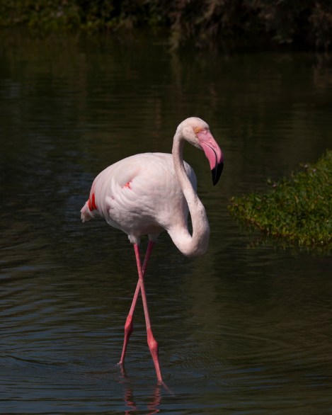 me-ae-rasalkhor_20151024_310