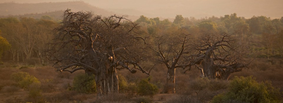 Baobabs in the setting sun