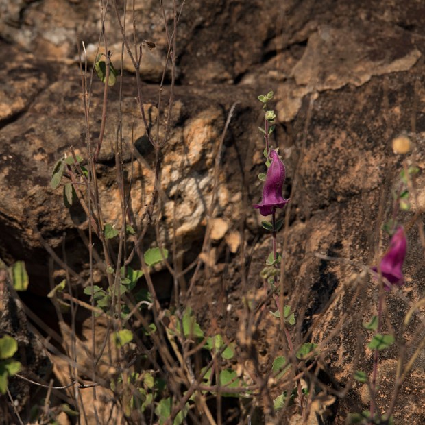 Flowers in the dry