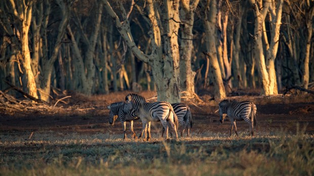 Zebra in the fever trees